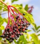 Elderberry Extract 